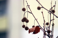 IMG_4066a