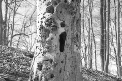 img2994a