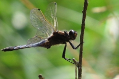 IMG_0147a