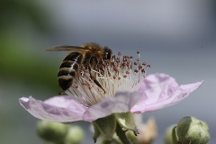 IMG_0386a
