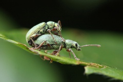 IMG_0846a-to_cut-to_web