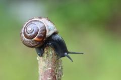 IMG_0954a-to_web