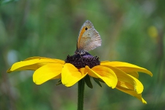 IMG_0058a