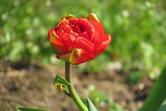 IMG_0129a