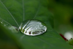 IMG_7744a