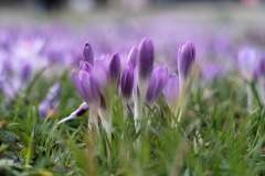 DSCF6979a_web
