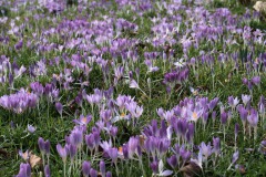 DSCF6981a_web