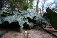 DSCF9525a_web
