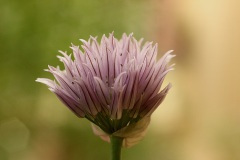 IMG_0107a