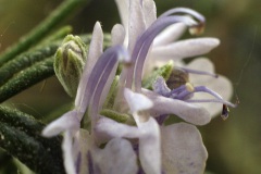 IMG_0112a