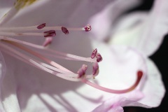 IMG_0129a