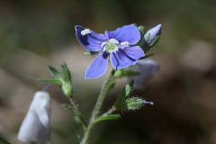 IMG_0175a