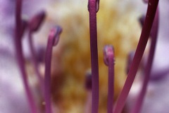 IMG_0176a