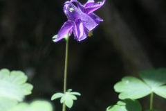 IMG_0196a
